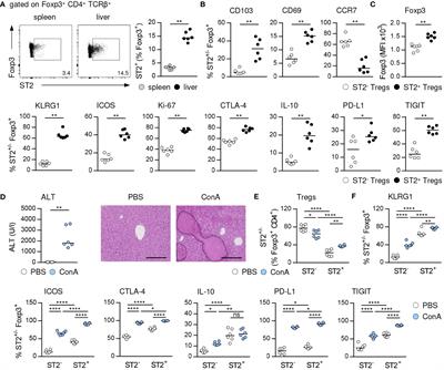 The ST2+ Treg/amphiregulin axis protects from immune-mediated hepatitis